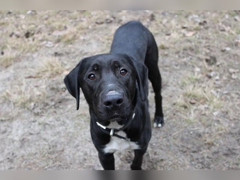 Sam, Dogge-Retriever-Mix, geb. 2023, junger, lieber Rüde leidet sehr im Tierheim!