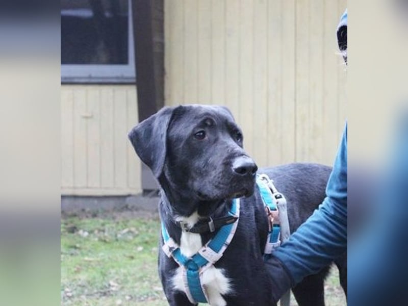 Sam, Dogge-Retriever-Mix, geb. 2023, junger, lieber Rüde leidet sehr im Tierheim!