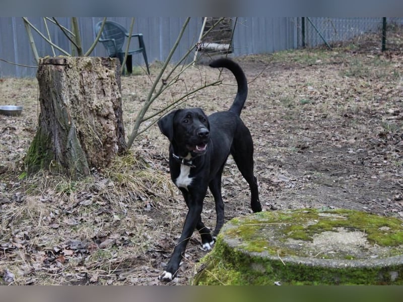 Sam, Dogge-Retriever-Mix, geb. 2023, junger, lieber Rüde leidet sehr im Tierheim!