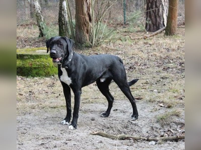 Sam, Dogge-Retriever-Mix, geb. 2023, junger, lieber Rüde leidet sehr im Tierheim!