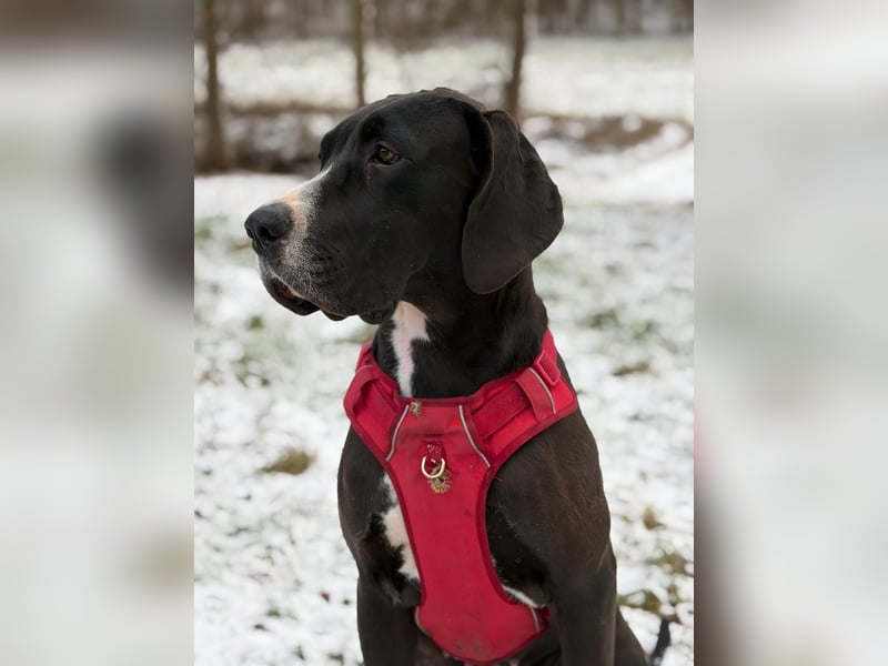 Wurfankündigung 10|26 Deutsche Doggen-Welpen