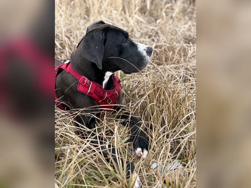 Wurfankündigung 10|26 Deutsche Doggen-Welpen