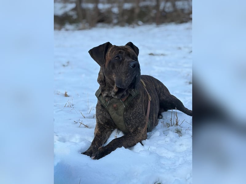 Wurfankündigung 10|26 Deutsche Doggen-Welpen