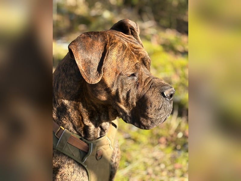 Wurfankündigung 10|26 Deutsche Doggen-Welpen