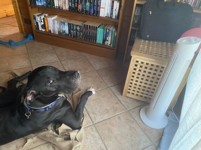 Unsere DD sucht ein neues Daheim