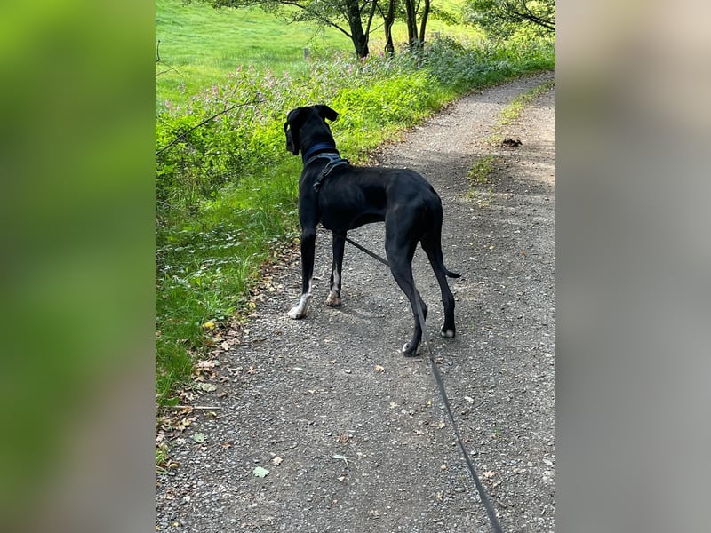 Unsere DD sucht ein neues Daheim