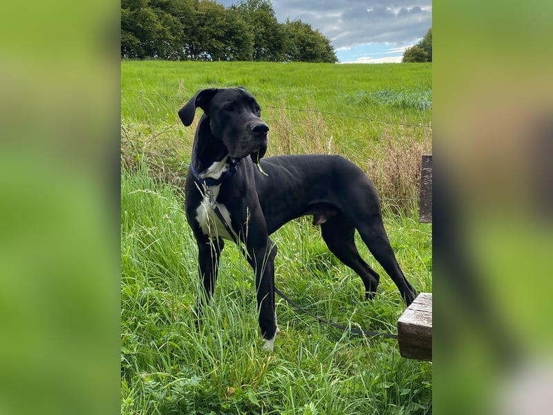 Unsere DD sucht ein neues Daheim