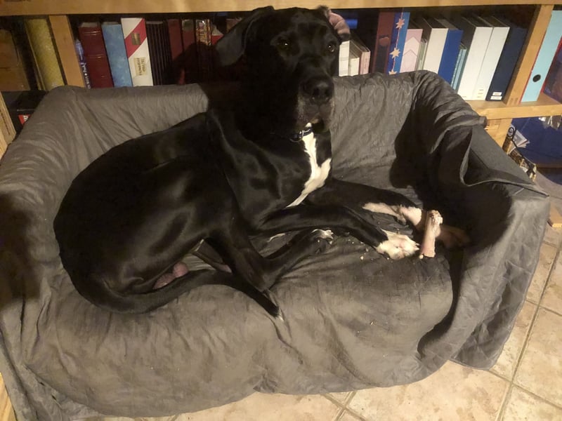 Unsere DD sucht ein neues Daheim