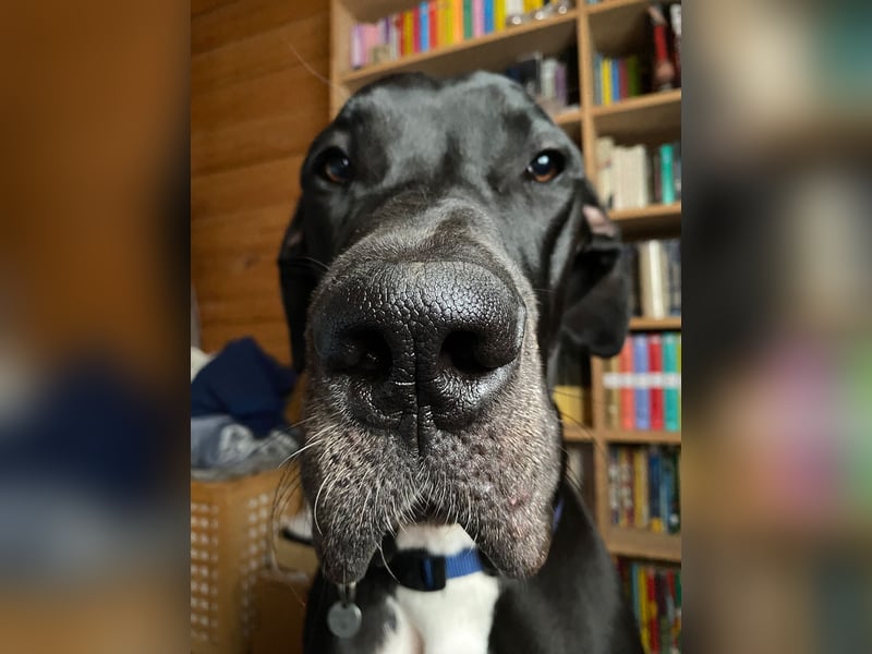 Unsere DD sucht ein neues Daheim