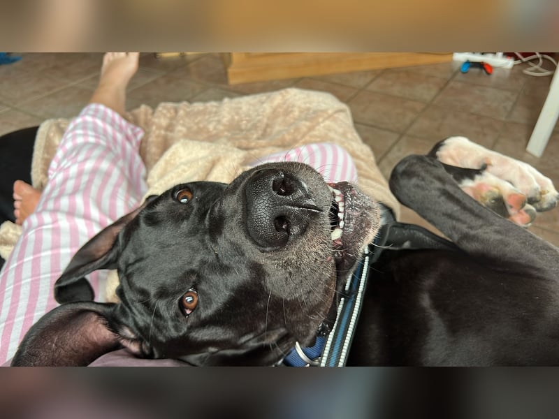 Unsere DD sucht ein neues Daheim