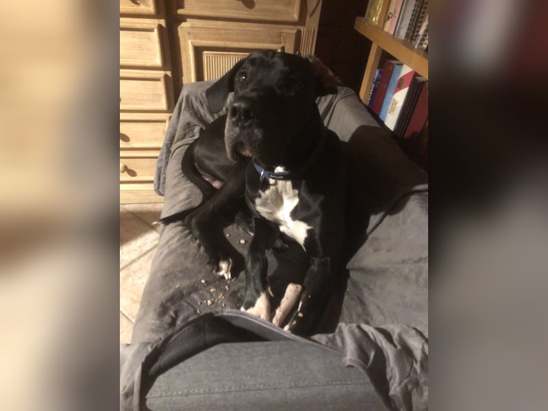 Unsere DD sucht ein neues Daheim