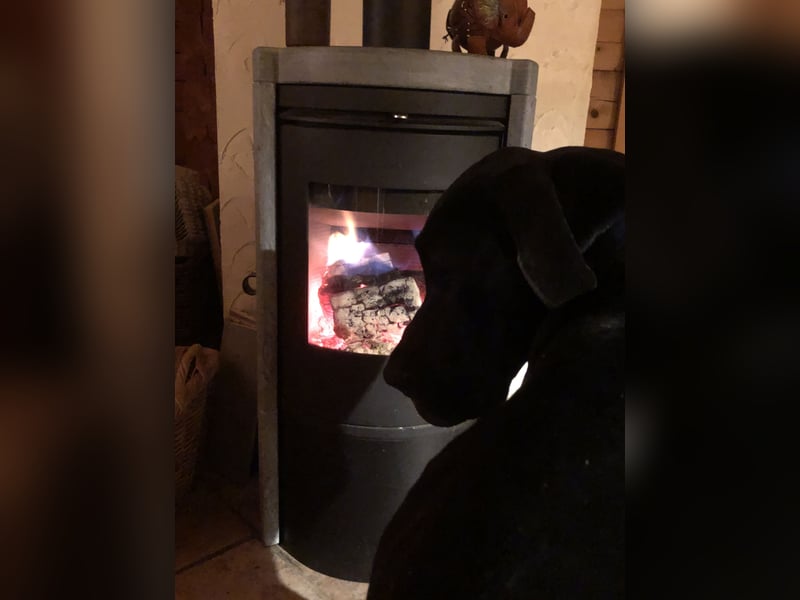 Unsere DD sucht ein neues Daheim