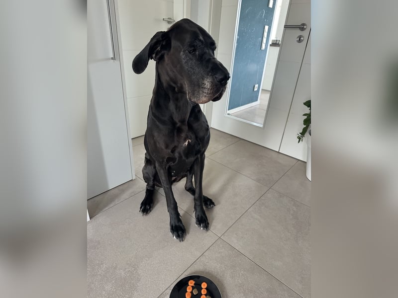 Deutsche Dogge