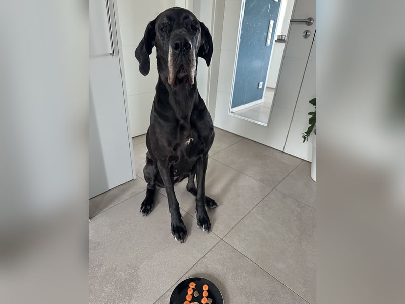 Deutsche Dogge