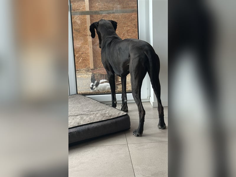 Deutsche Dogge