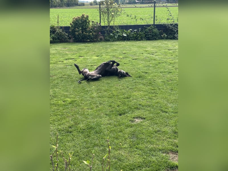 Deutsche Dogge