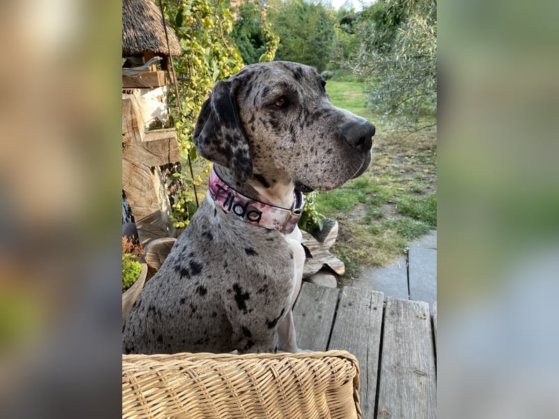 Tilda Deutsche Dogge