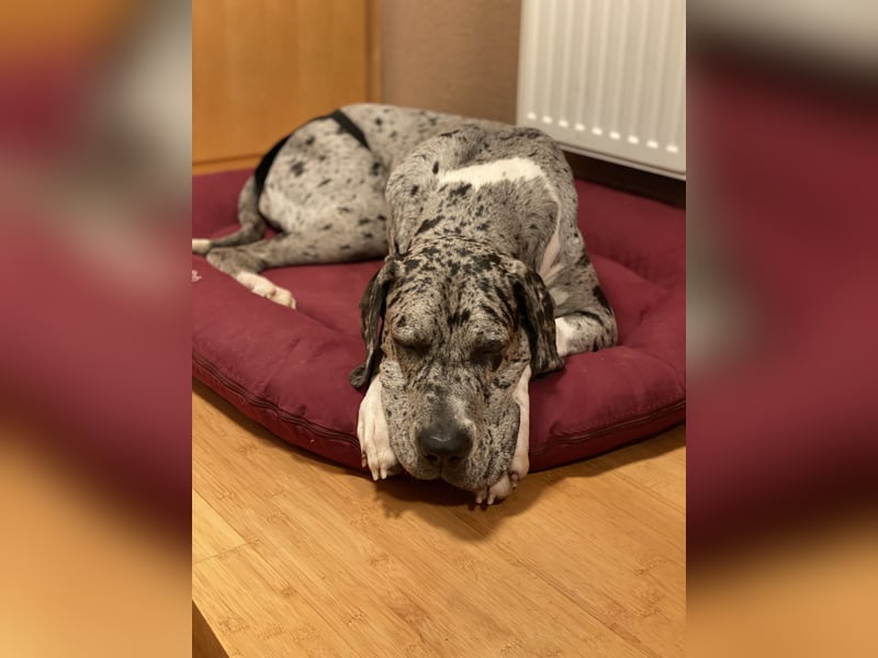 Tilda Deutsche Dogge