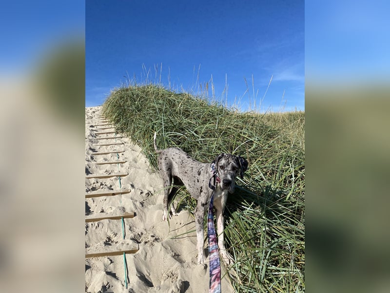 Tilda Deutsche Dogge