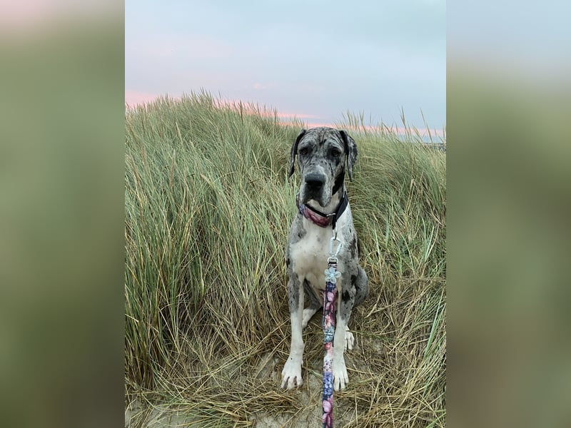 Tilda Deutsche Dogge