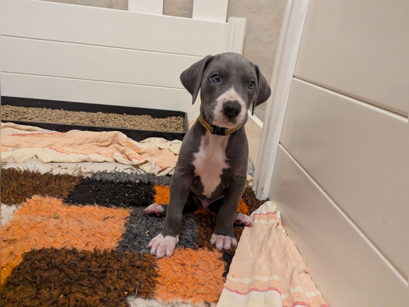 Deutsche Doggen Welpen mit Papieren