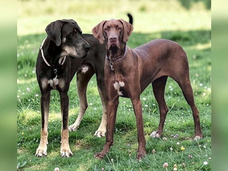 Deutsche Doggen Welpen US Linie