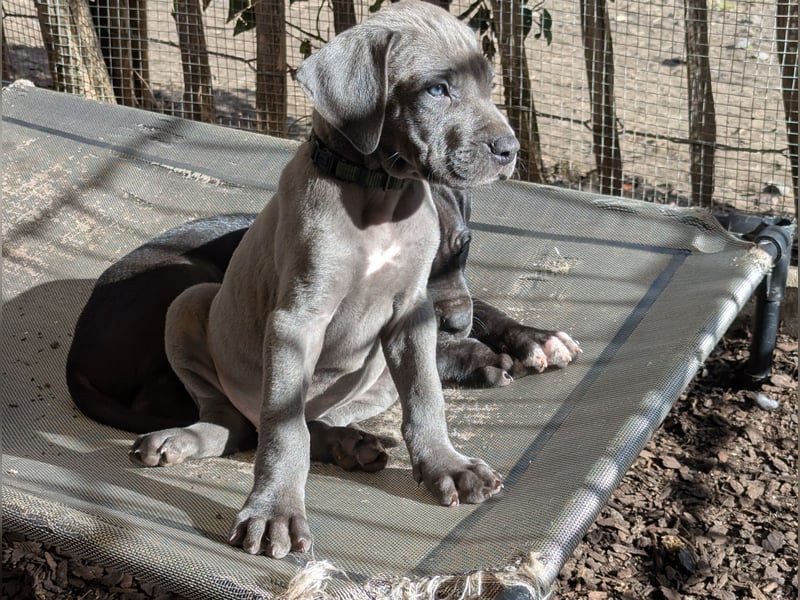 Deutsche Doggen Welpen mit Papieren