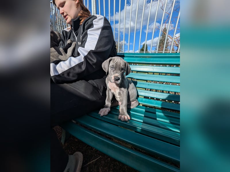 Deutsche Doggen Welpen mit Papieren