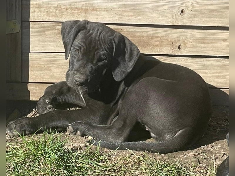 Deutsche Doggen Welpen mit Papieren