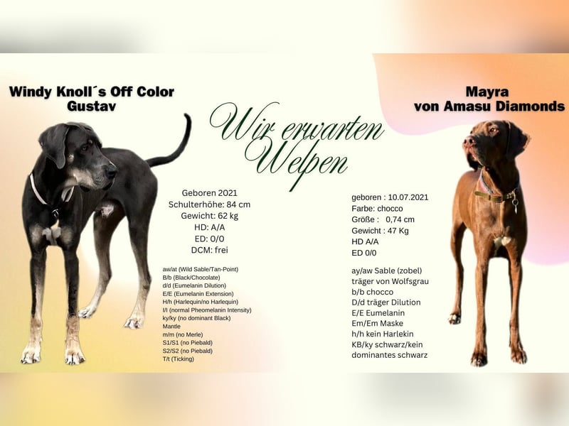 Deutsche Doggen Hündin