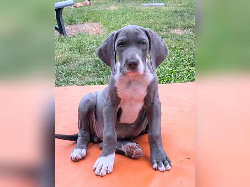 Deutsche Doggen Welpen US Linie