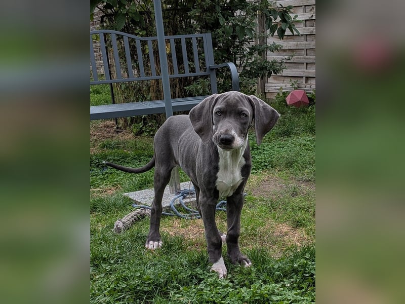 Deutsche Doggen Hündin