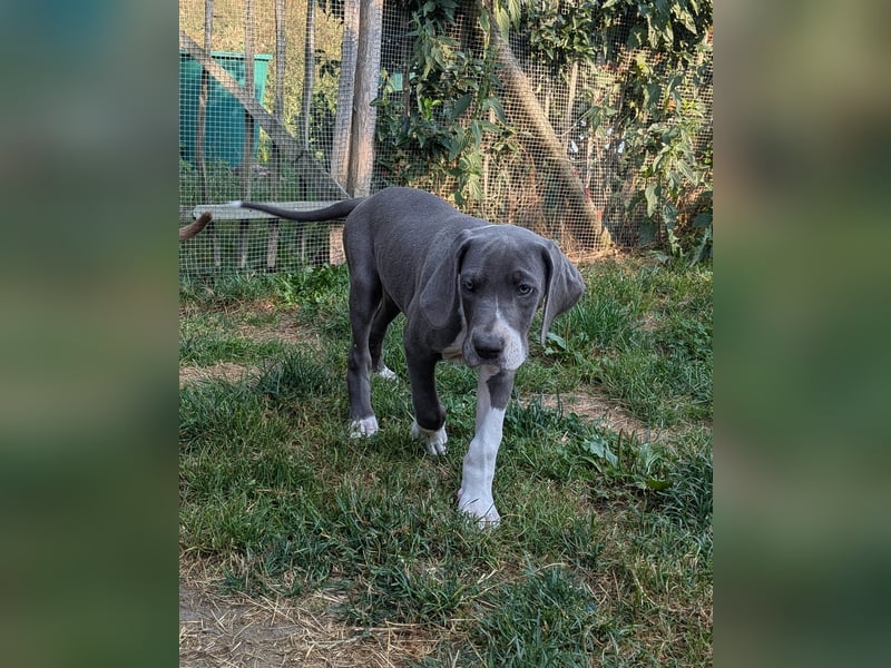 Deutsche Doggen Welpen US Linie
