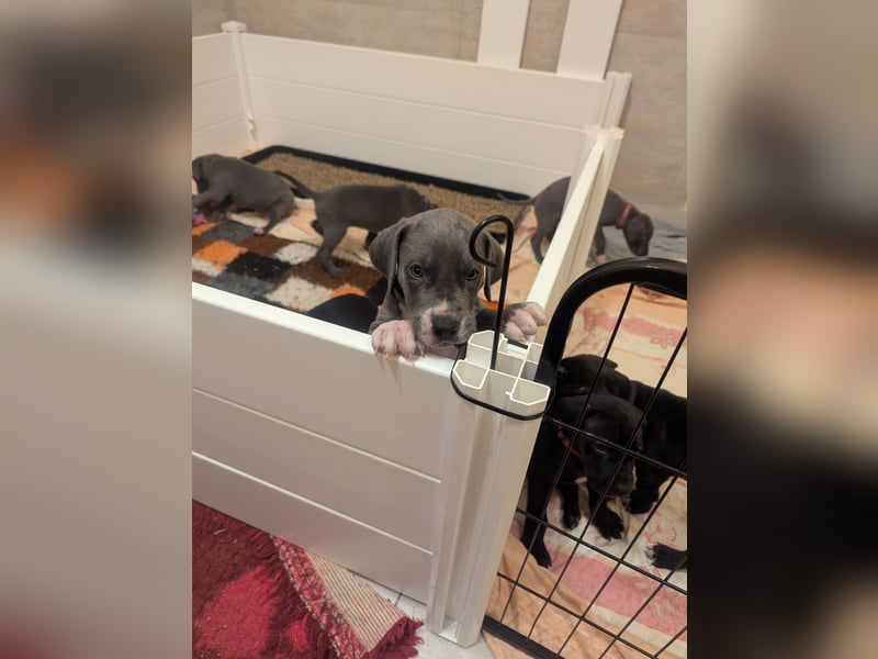 Deutsche Doggen Welpen mit Papieren