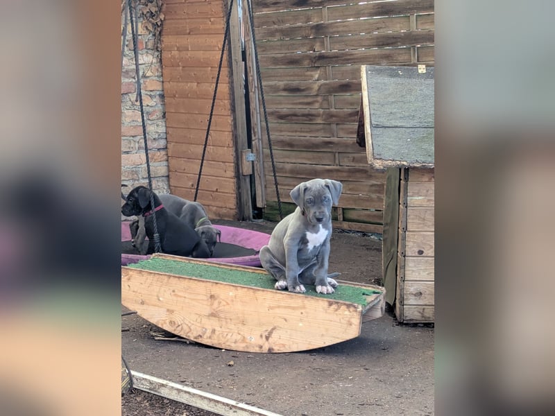 Deutsche Doggen Welpen mit Papieren