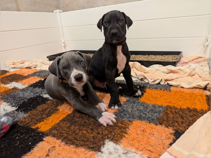 Deutsche Doggen Welpen mit Papieren