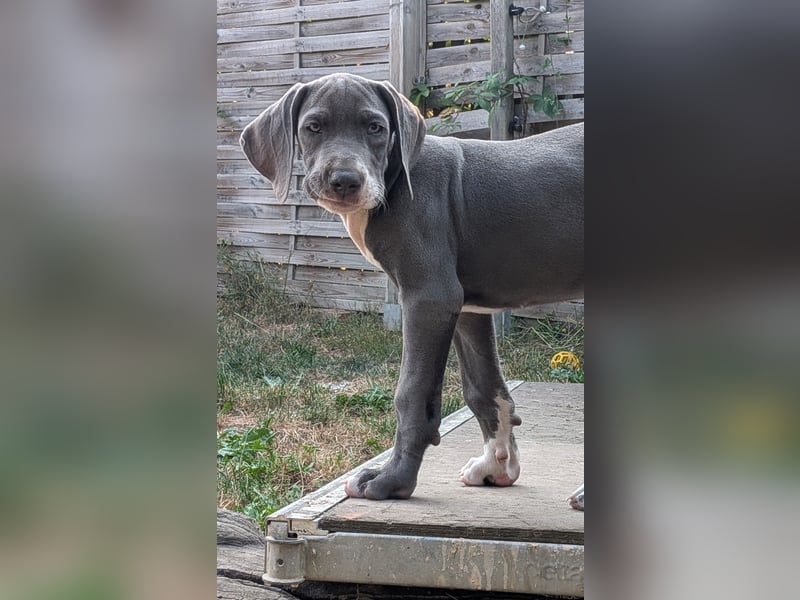 Deutsche Doggen Hündin