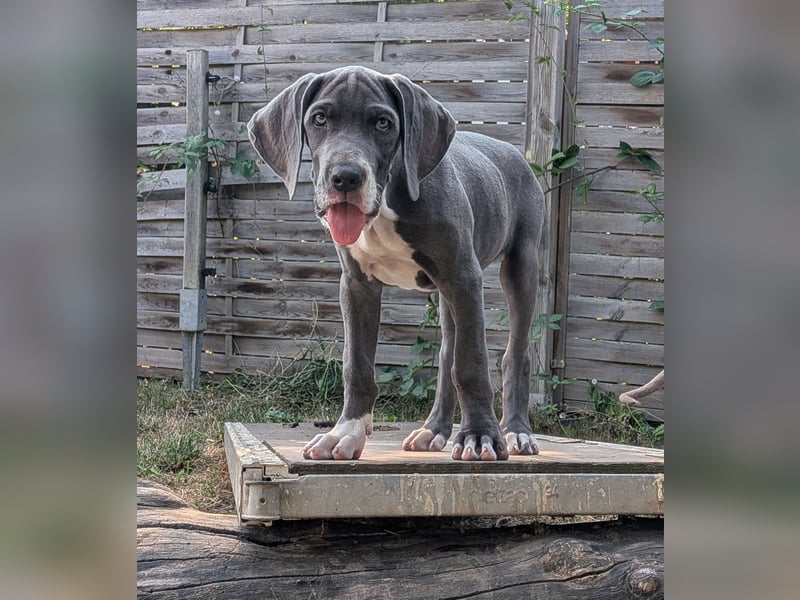 Deutsche Doggen Welpen US Linie