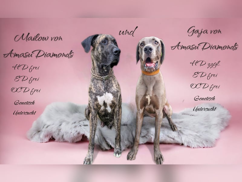 Deutsche Doggen Welpen mit Papieren