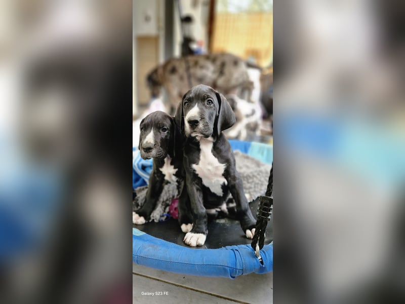 Deutsche Doggen Welpen