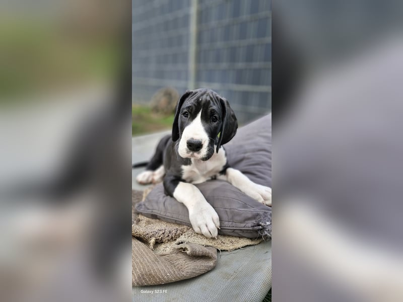 Deutsche Doggen Welpen
