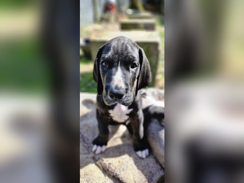 Deutsche Doggen Welpen
