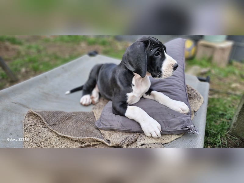Deutsche Doggen Welpen