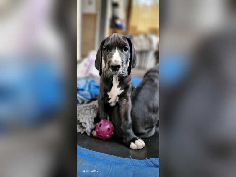 Deutsche Doggen Welpen