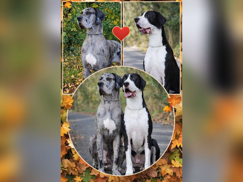 Deutsche Doggen Welpen