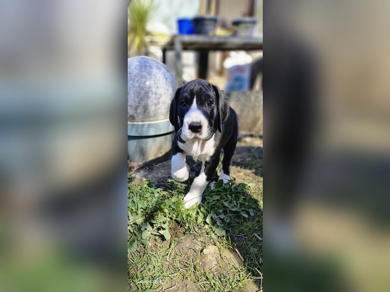 Deutsche Doggen Welpen