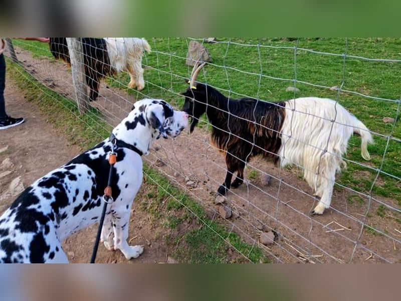 Deutsche Doggenwelpen vom eingetragenen Züchter DDC 1888 e.V.