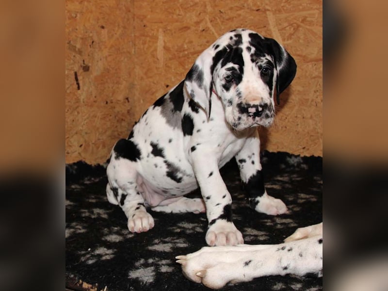 Deutsche Doggenwelpen vom eingetragenen Züchter DDC 1888 e.V.