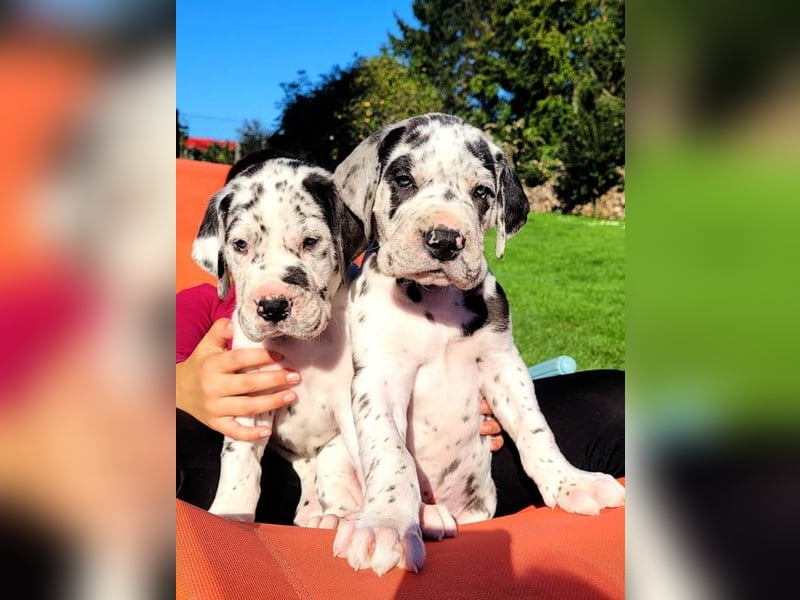 Deutsche Doggenwelpen vom eingetragenen Züchter DDC 1888 e.V.