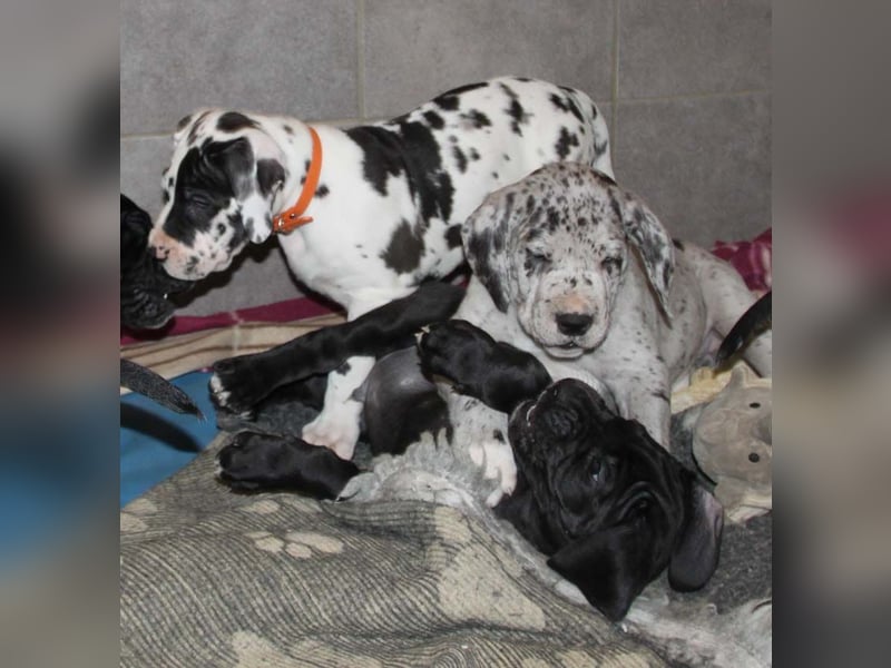 Deutsche Doggenwelpen vom eingetragenen Züchter DDC 1888 e.V.